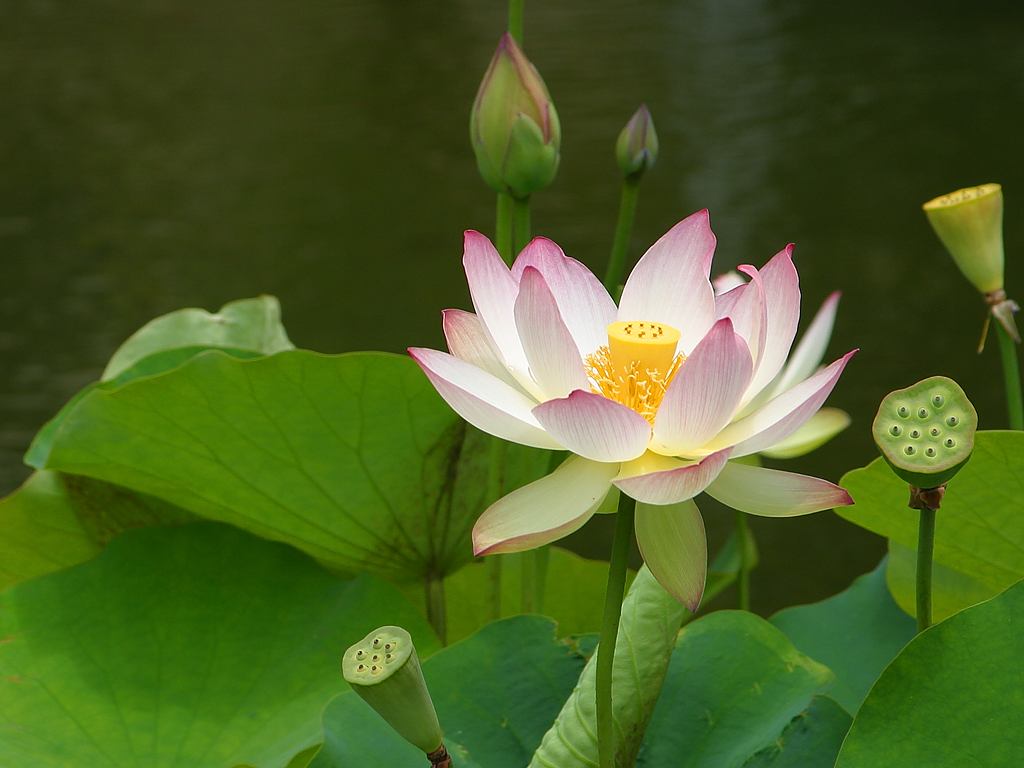 lotus-flower2.jpg